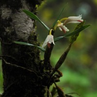 Cylindrolobus lindleyi (Thwaites) Ormerod & C.S.Kumar